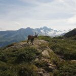 UTMB 2025 : 6 ans de patience